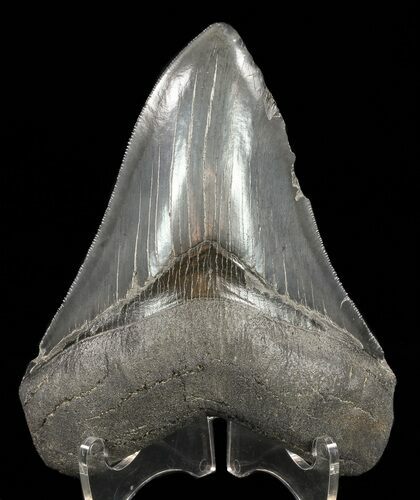 Serrated, Megalodon Tooth #60489